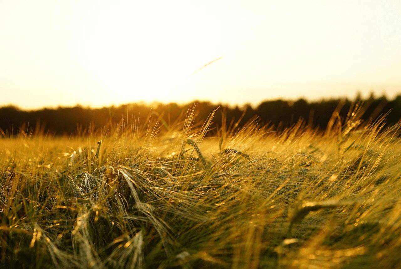Identifican en España los desafíos para blockchain en la agricultura
