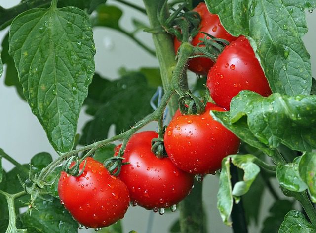 impacto ia agricultura