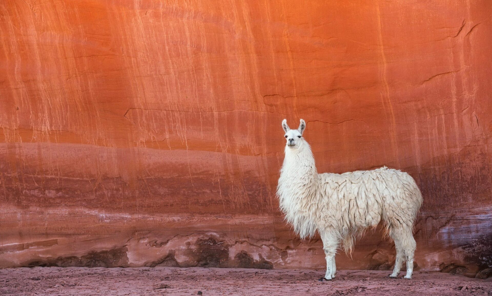 Llama AI sigue evolucionando y pone a Meta en la cima del sector
