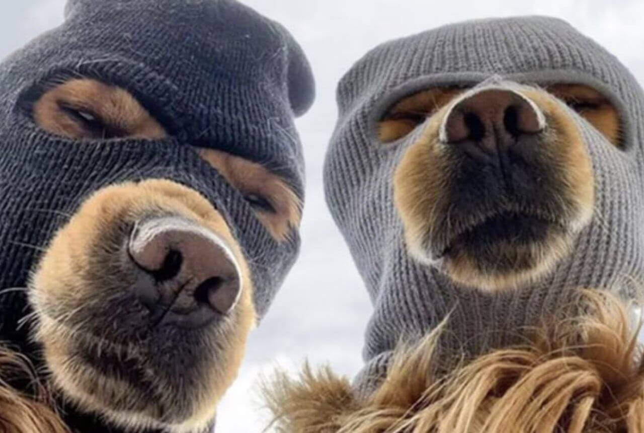 Ski Mask Dog, la memecoin que creció un 12.000% en un mes