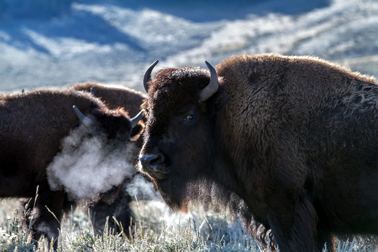 ¿Qué significa que Wyoming haya lanzado su propia stablecoin?
