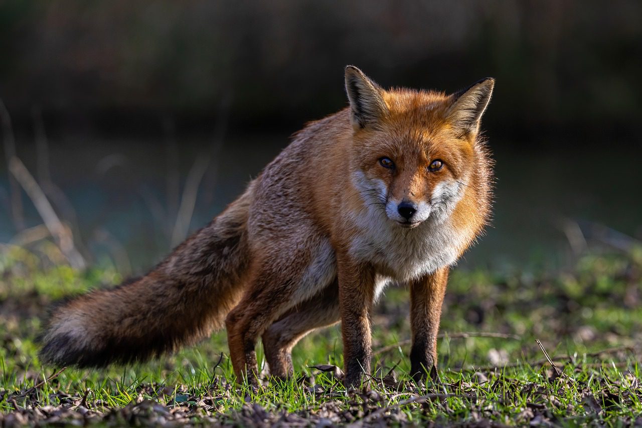 MetaMask lanza su stablecoin mUSD para pagos y finanzas DeFi