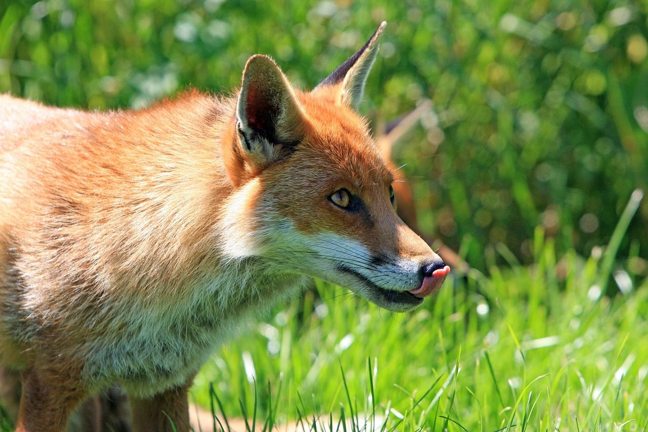 MetaMask repartirá en octubre $30 millones en premios con tokens $LINEA