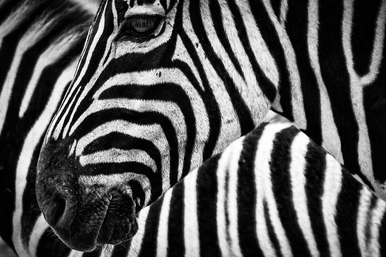 Stripe prueba su blockchain con Deutsche Bank, Visa, OpenAI o Revolut