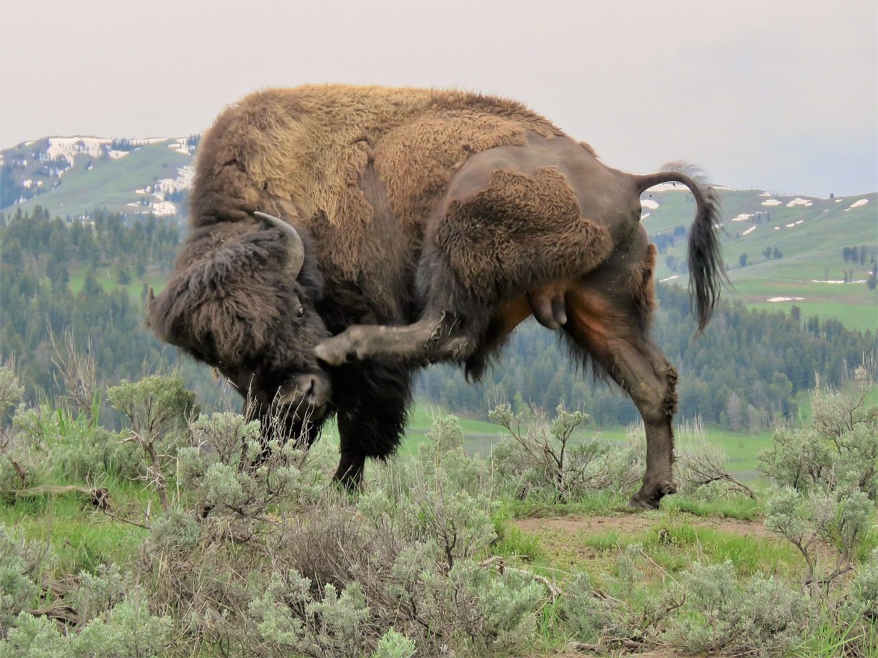 Wyoming lanza una stablecoin