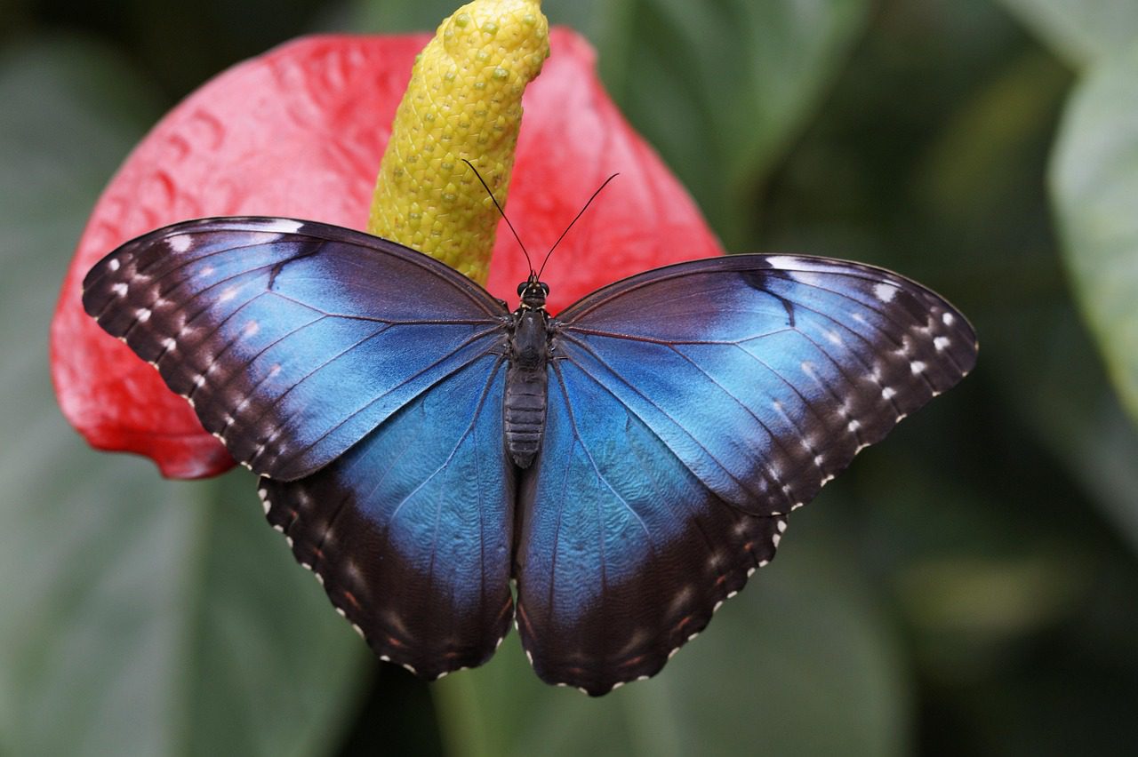 ¿Es Morpho el momento Lehman Brothers de las DeFi?