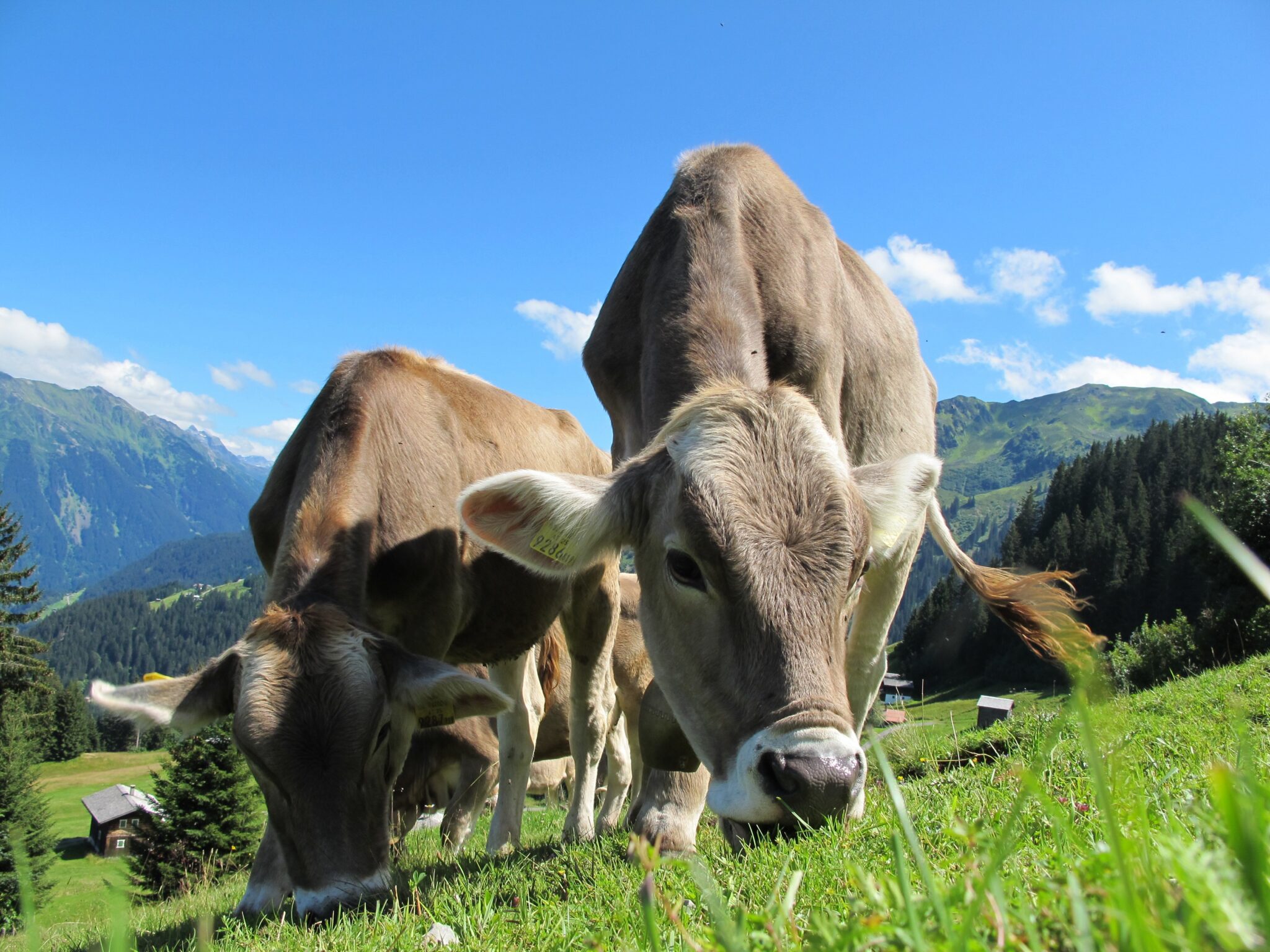 cowmed-y-las-vacas-tokenizadas-la-clave-es-la-identidad-digital